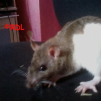 Photo de profil de Princess-lily