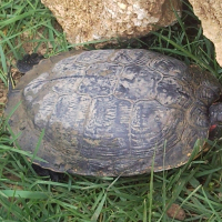 Photo de profil de Mme tortue