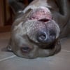 Photo de Pirouette, American Staffordshire Terrier