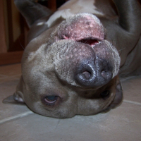 Photo de profil de Pirouette