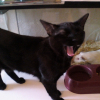 Photo de Miaou
