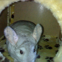 Photo de profil de Timy