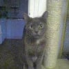 Photo de Zibouille
