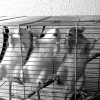 Photo de Zoé, zita et keiko, Rat
