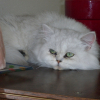 Photo de Liloo