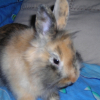 Photo de Pinpin