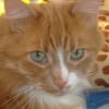 Photo de Nounet, Maine Coon