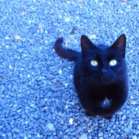 Photo de profil de Noir