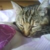 Photo de Chipie