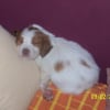 Photo de Cooper