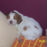 Photo de profil de Cooper