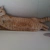 Photo de Cheshire, British Shorthair