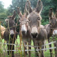 Photo de profil de Jalbane