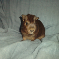 Photo de profil de Philibert