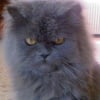 Photo de Wilow