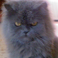 Photo de profil de Wilow