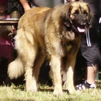 Photo de profil de Viking