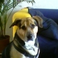 Photo de profil de Djalis