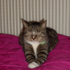 Photo de Tigry 