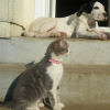 Photo de Dalhia