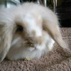 Photo de Panpan