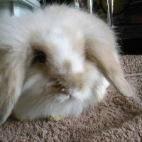 Photo de profil de Panpan