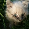 Photo de Knut