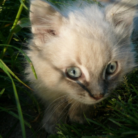 Photo de profil de Knut