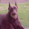Photo de Blue