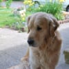 Photo de Pogo