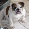 Photo de Boulette