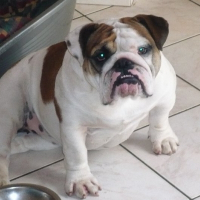 Photo de profil de Boulette