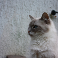Photo de profil de Zoé