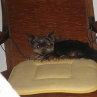 Photo de profil de Taz