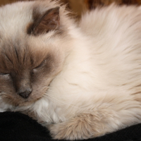 Photo de profil de Loée