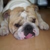 Photo de Goliath