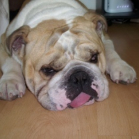 Photo de profil de Goliath