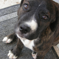 Photo de profil de Chipie