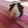 Photo de Nala