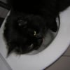 Photo de Boby