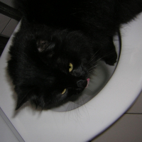 Photo de profil de Boby