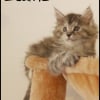 Photo de Ecume