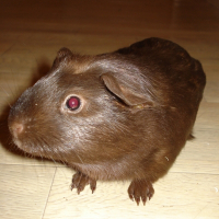 Photo de profil de Chaussette