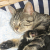 Photo de Minette