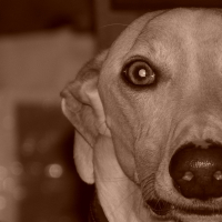 Photo de profil de KookaÏ