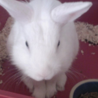 Photo de profil de Boule de neige