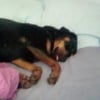 Photo de Nikky, Rottweiler