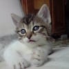 Photo de Chausette