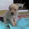 Photo de Bouny, Golden Retriever