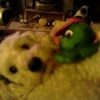 Photo de Ralph